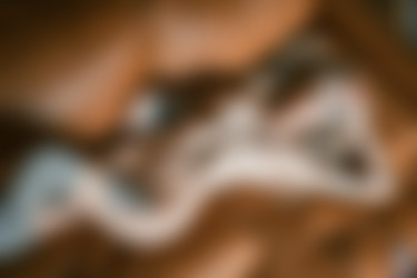 Paijee/2019-07-01 WinterGreen/24.jpg