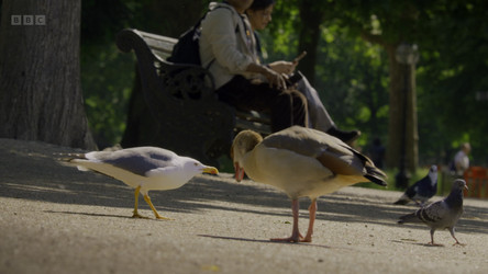 Wild.London.2026.2160p.iP.WEB-DL.Hybrid.DV.HLG.H.265.AAC2.0-ATTABORO.mkv