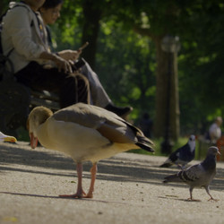 Wild.London.2026.2160p.iP.WEB-DL.Hybrid.DV.HLG.H.265.AAC2.0-ATTABORO.mkv